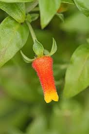 Image result for Manettia