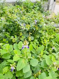 Image result for Crotalaria verrucosa