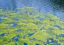 Lake/Pond Management Program