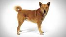 CDCA: The Canaan Dog Club of America, Inc.