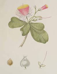 Image result for Barringtonia asiatica