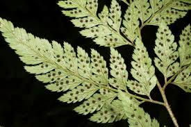 Image result for Arachniodes webbiana