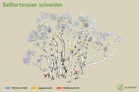 Die kletterkünstler unter den gartenhortensien müssen normalerweise überhaupt nicht geschnitten werden. Hortensien Schneiden Wann Wie Plantura
