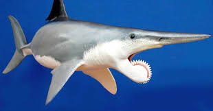 Helicoprion Nedir Nesli Tukenen Kopek Baligi Ne Zaman Yasadi