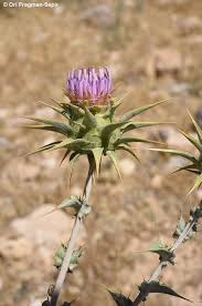 Image result for Dasylepis racemosa