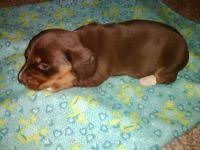 Click here to be notified when new dachshund puppies are listed. Dachshund For Sale In United States 1448 Petzlover