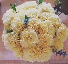 Yellow Carnations In 2020 Yellow Carnations Carnation Flower Flowers For Sale