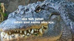 Buaya akan menggali lubang pada gundukan tanah untuk proses bertelurnya. 7 Meme Rayuan Gombal Buaya Darat Bikin Senyum Kecut Citizen6 Liputan6 Com