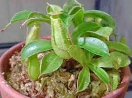 ウツボカズラの育て方 植え付けや植え替えの時期は 増やし方は Greensnap グリーンスナップ