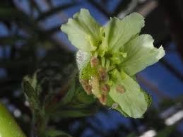 Image result for Erythrophysa