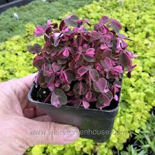 Image result for Oxalis purpurascens