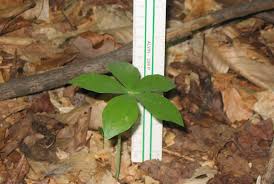 Image result for Pogonarthria