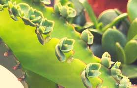 It too is a member of the bryophyllum family, but it definitely doesn't look like its cousin! Mother Of Thousands Plant In My Personal Collection Bren Haas