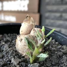 Image result for Pterodiscus elliottii