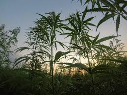 Cannabis concentrate, diluent, terpenes, mixing container, syringes with needles or slim metal tips, a heating element, and a stirrer. How To Make Cannabis Vape Juice Cbd Thc Oil For E Cigs