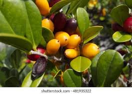 Image result for Diospyros ferrea