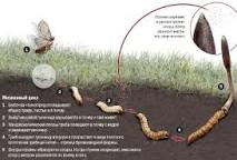 Image result for OphioCordyceps Sinensis