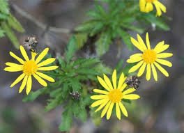 Image result for Euryops chrysanthemoides