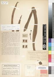 Image result for Multidentia concrescens