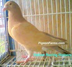 Pigeons For Sale Pigeons For Sale Racing Pigeon Lofts Homing Pigeons
