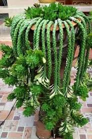 I am really interested in getting my hands on and growing a peyote cactus. 900 Cactus Ideas In 2021 Cactus Cacti And Succulents Planting Succulents