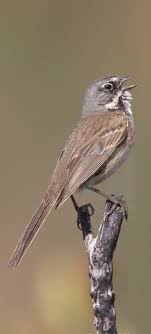Chingolo De Bell Bell S Sparrow Beifussammer Bruant De Bell Birds Animals Bird Feathers