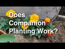 Planted in drifts it can also deter small animals. Does Companion Planting Work To Deter Pests Youtube