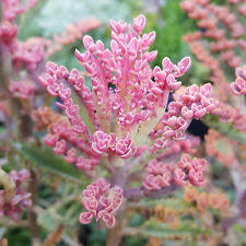 15 Kalanchoe Succulent Leaves Propagation Pink Butterflies Mother Of Thousands Pink Butterfly Succulents Rare Succulents