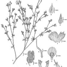 Image result for Smithia erubescens