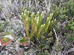 Image result for Huperzia gnidioides