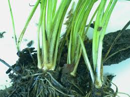 Image result for Isoetes