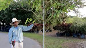 Image result for Cordia sp.A.