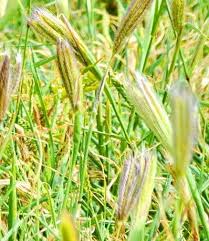 Image result for Chloris virgata