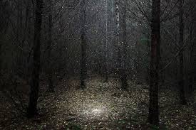Des Amas D Etoiles Dans Les Sous Bois Photographie Pinterest Photography Landscape Et Nature Photography
