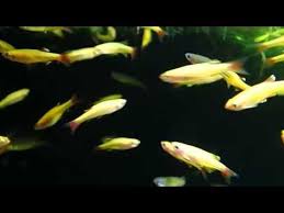 Easiest Fish To Care For In A Bowl The Pet Supply Guy In 2020 Pet Supplies Low Maintenance Pets Fish Tank Themes