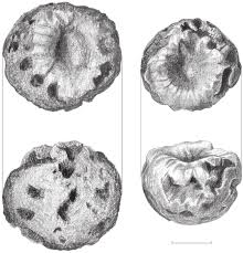 Image result for Pavetta sp. E