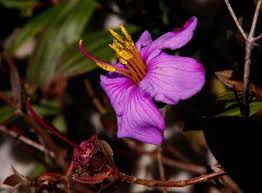 Image result for Dissotis swynnertonii