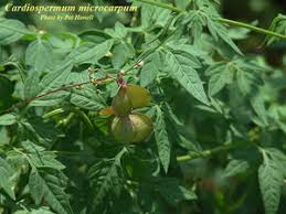 Image result for Cardiospermum