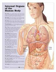The groin is the area in the body where the upper thighs meet the lowest part of the abdomen. Internal Organs Of The Human Body Anatomical Chart At Anatomywarehouse Com