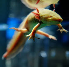 Bildergebnis für axolotl