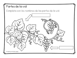 Yo Soy La Vid Verdadera De Los Tales La Vid Verdadera Lecciones De La Escuela Dominical Temas Biblicos Para Ninos