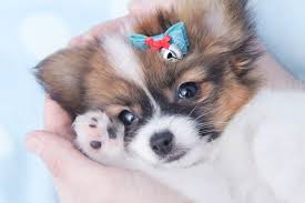 Papillon puppies for sale beautiful, smart wonderful toy breed puppies. 73 Papillon Wallpaper On Wallpapersafari