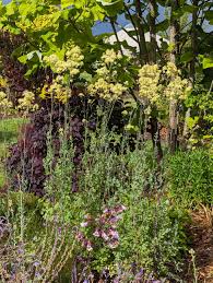 Image result for Satyrium flavum