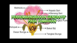 Kumpulan Materi Perkembangan Generatif Kelas Vi Semester 1 Kur 2013 Youtube