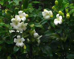 Image result for Maerua paniculata