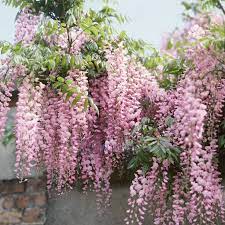 We did not find results for: Wisteria Floribunda Carnea