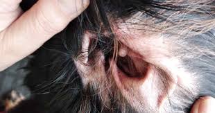 Image result for mold in the ear dog
