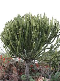 Image result for Euphorbia eranthes