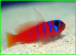 Maybe you would like to learn more about one of these? 10 Ikan Hias Air Laut Kecil Yang Cantik Daftarhewan Com