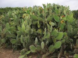 The prickly pear was brought to australia by the british for the purpose of starting a cochineal dye industry. Opuntia Ficus Indica Tropical Forages